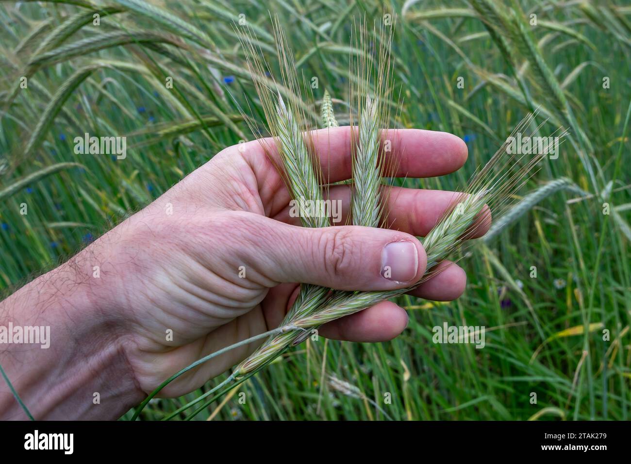 La main des agriculteurs touche les oreilles de récolte sur le champ agricole pour contrôler le degré de maturité et la qualité Banque D'Images