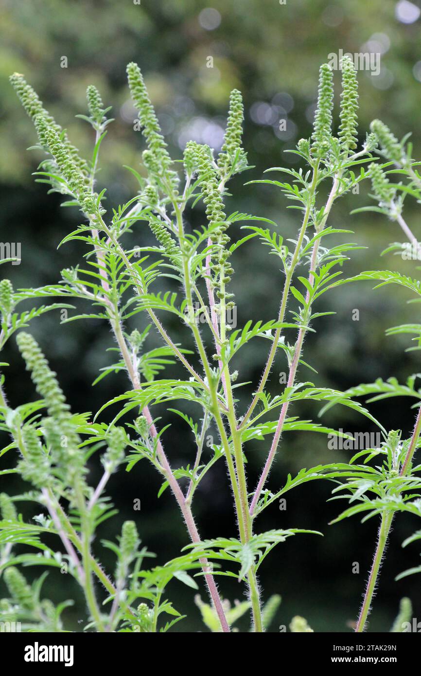 En été, l'herbe à poux (Ambrosia artemisiifolia) pousse dans la nature Banque D'Images
