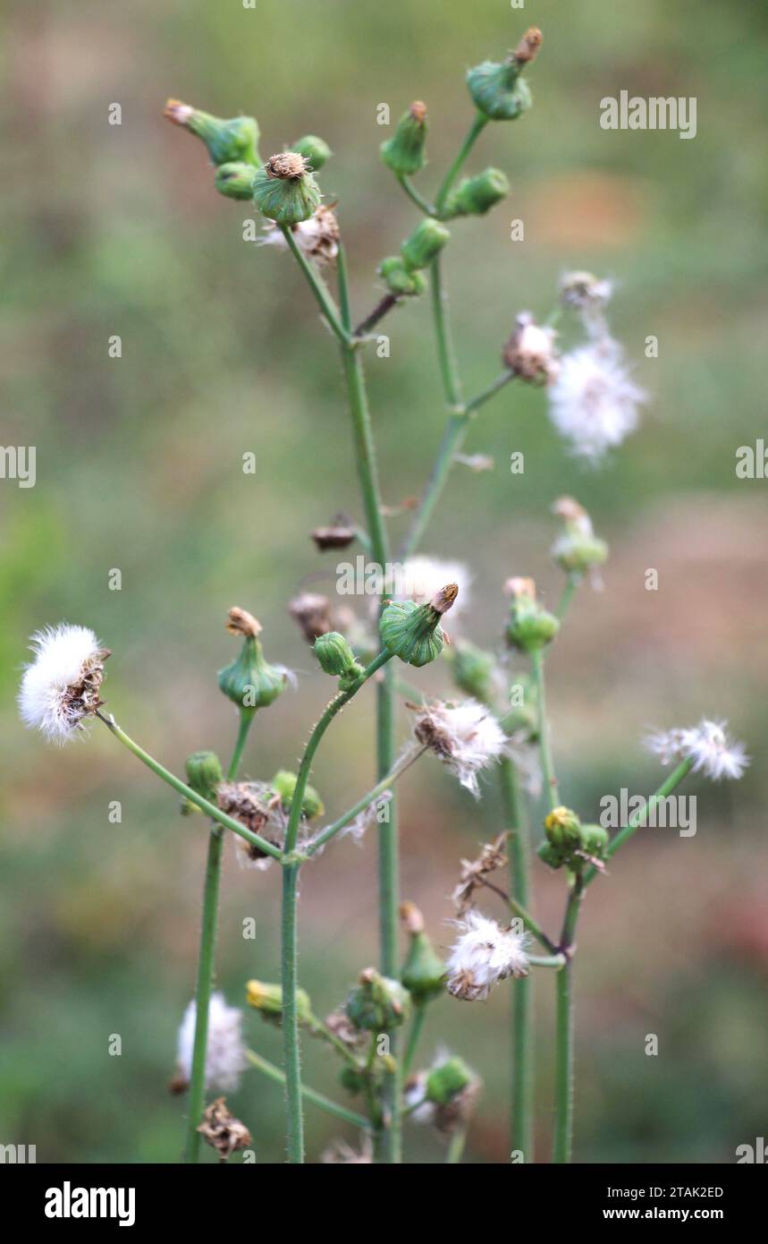 Le chardon jaune (Sonchus asper) pousse dans la nature. Banque D'Images