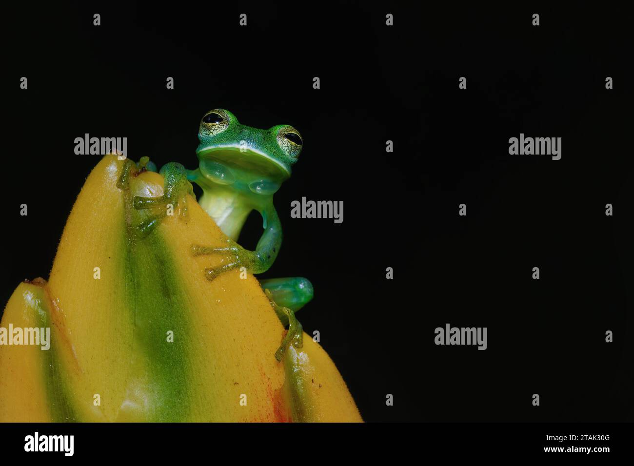 Petite grenouille de verre derrière la fleur jaune Banque D'Images