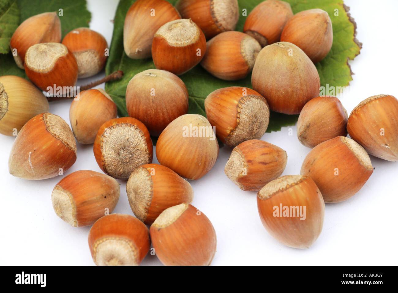 La récolte des fruits noisetiers est collectée sur le tas Banque D'Images