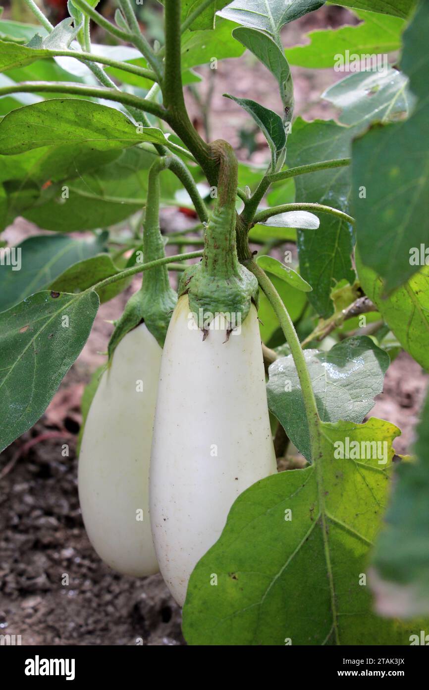 L'aubergine blanche pousse dans un sol organique ouvert Banque D'Images