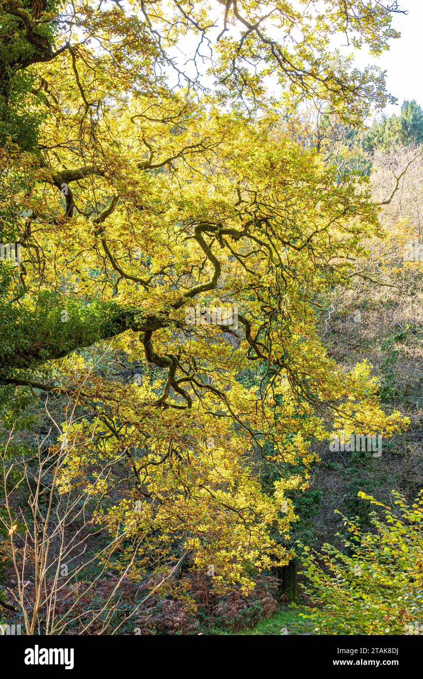 Couleurs d'automne dans la forêt royale de Dean - la brousse rétro-éclairée d'un chêne au Wenchford Picnic site près de Blakeney, Gloucestershire, Angleterre Royaume-Uni Banque D'Images