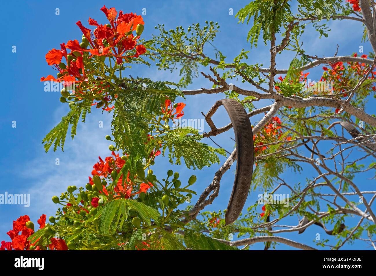 Fleurs rouges écarlate, feuilles ressemblant à des fougères et gousses d'arbre royal poinciana / flamboyant / flamme (Delonix regia), plante tropicale endémique de Madagascar Banque D'Images