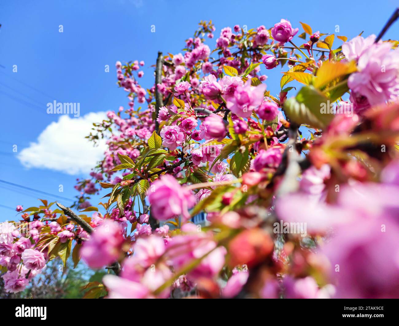 Fleurs de cerisier Sakura sur un sapin sakura au printemps, composition intéressante, nuage sur fond, gros plan avec un focus lointain Banque D'Images