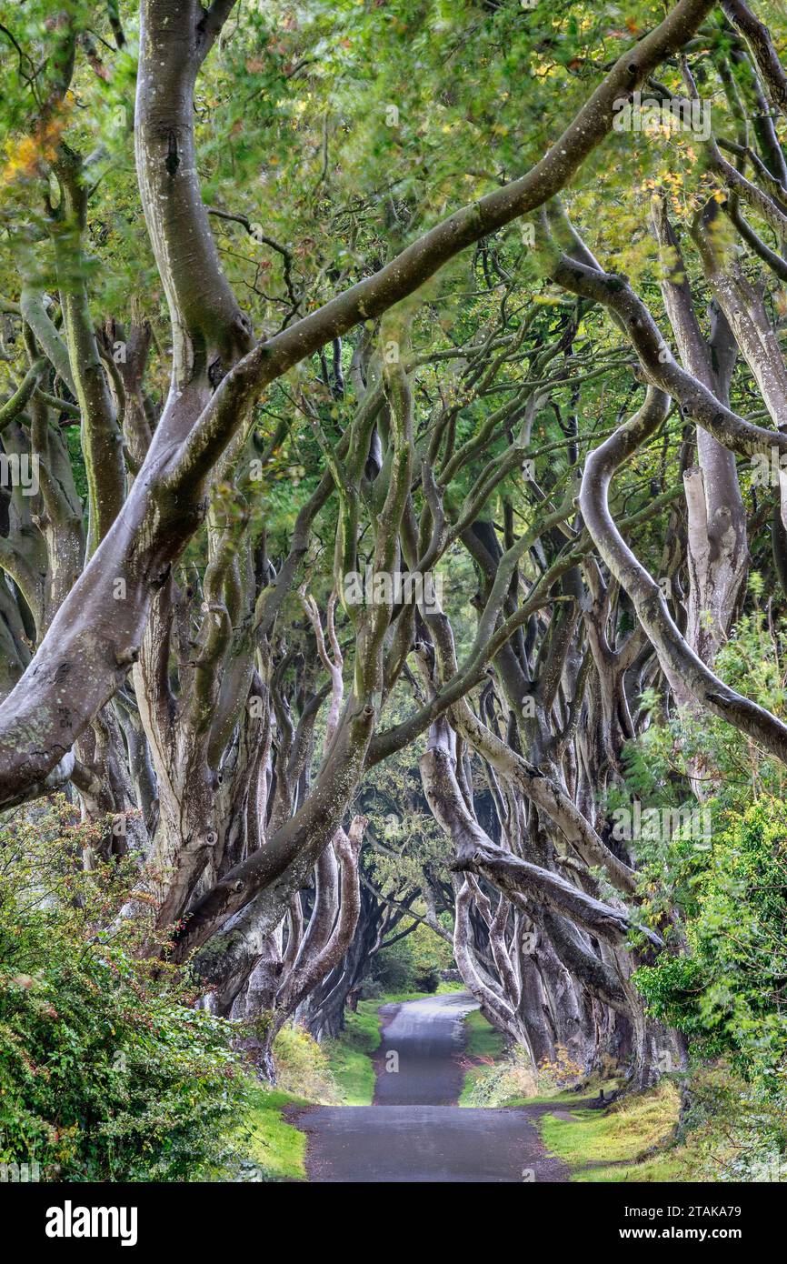 Matinée aux Dark Hedges, une avenue de hêtres le long de Bregagh Road dans le comté d'Antrim, en Irlande du Nord. The Dark Hedges a été utilisé comme lieu de tournage Banque D'Images