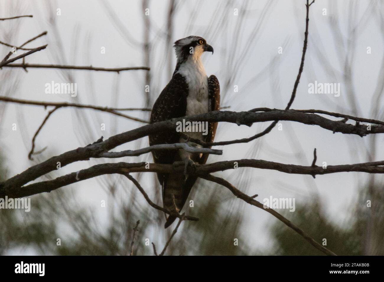 Osprey perché sur une branche d'arbre regardant un coucher de soleil d'automne Banque D'Images