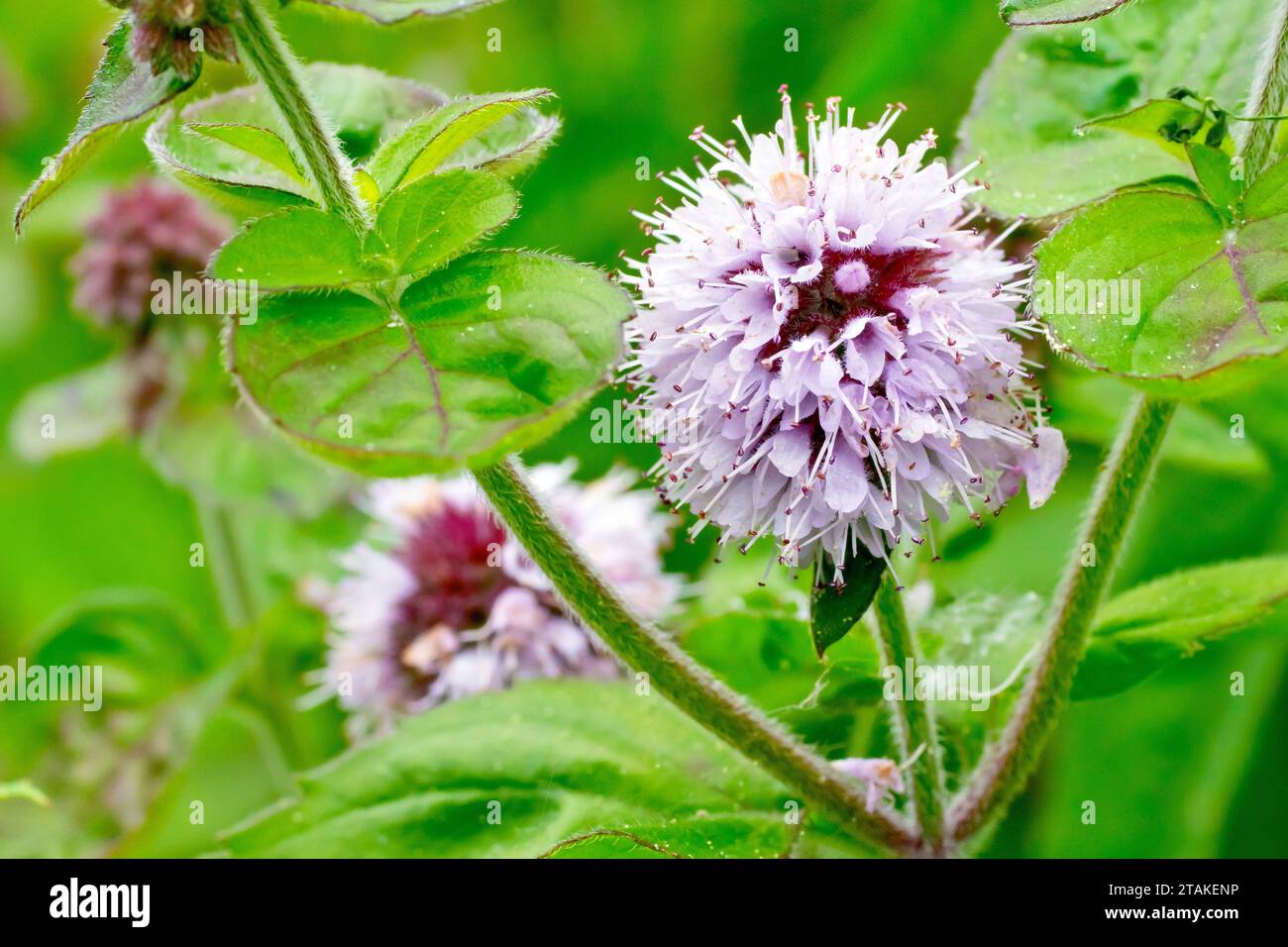 Water Mint (mentha aquatica), gros plan montrant une seule tête de fleur ronde, rose à lilas de la plante au bord de l'eau. Banque D'Images