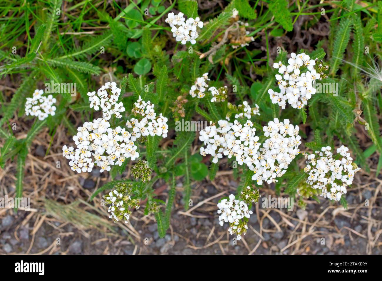 Yarrow (achillea millefolium), gros plan d'un groupe de têtes de fleurs blanches qui poussent du bord où l'herbe d'un parc rencontre un chemin de gravier. Banque D'Images