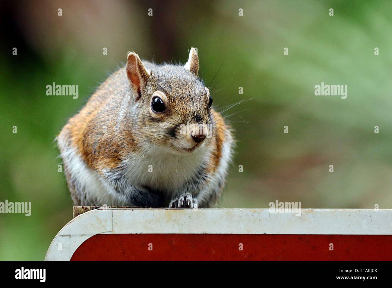 L'écureuil à renard de Sherman (Sciurus Niger shermani) joue devant la caméra au Blue Spring State Park dans le centre de la Floride, aux États-Unis Banque D'Images