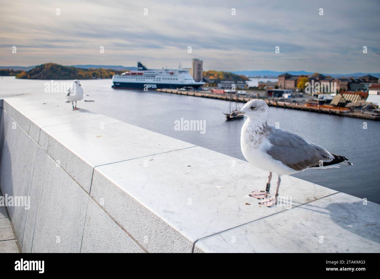 Une mouette sur le toit de l'Opéra, Oslo Banque D'Images