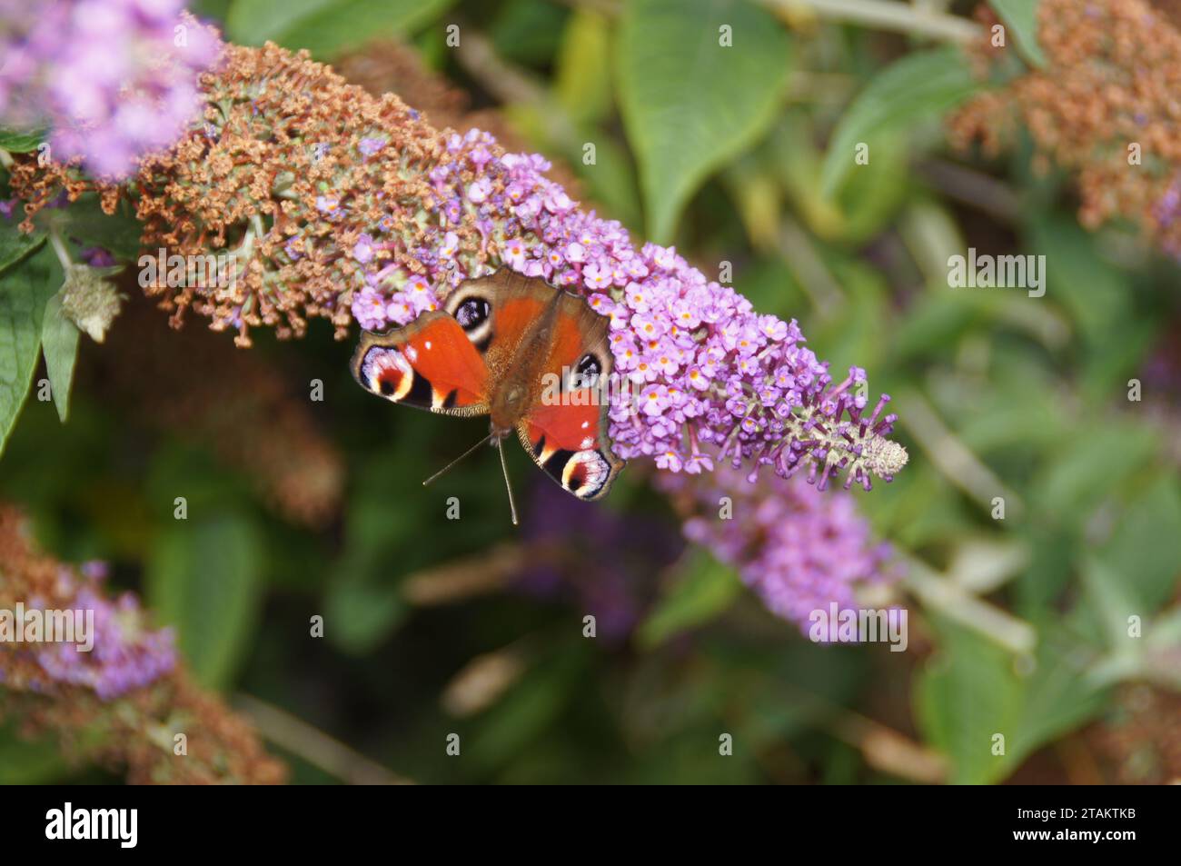 Peacock Butterfly (Aglais io) sur un Buddleja Bush, Lothersdale, North Yorkshire, Angleterre, Royaume-Uni Banque D'Images