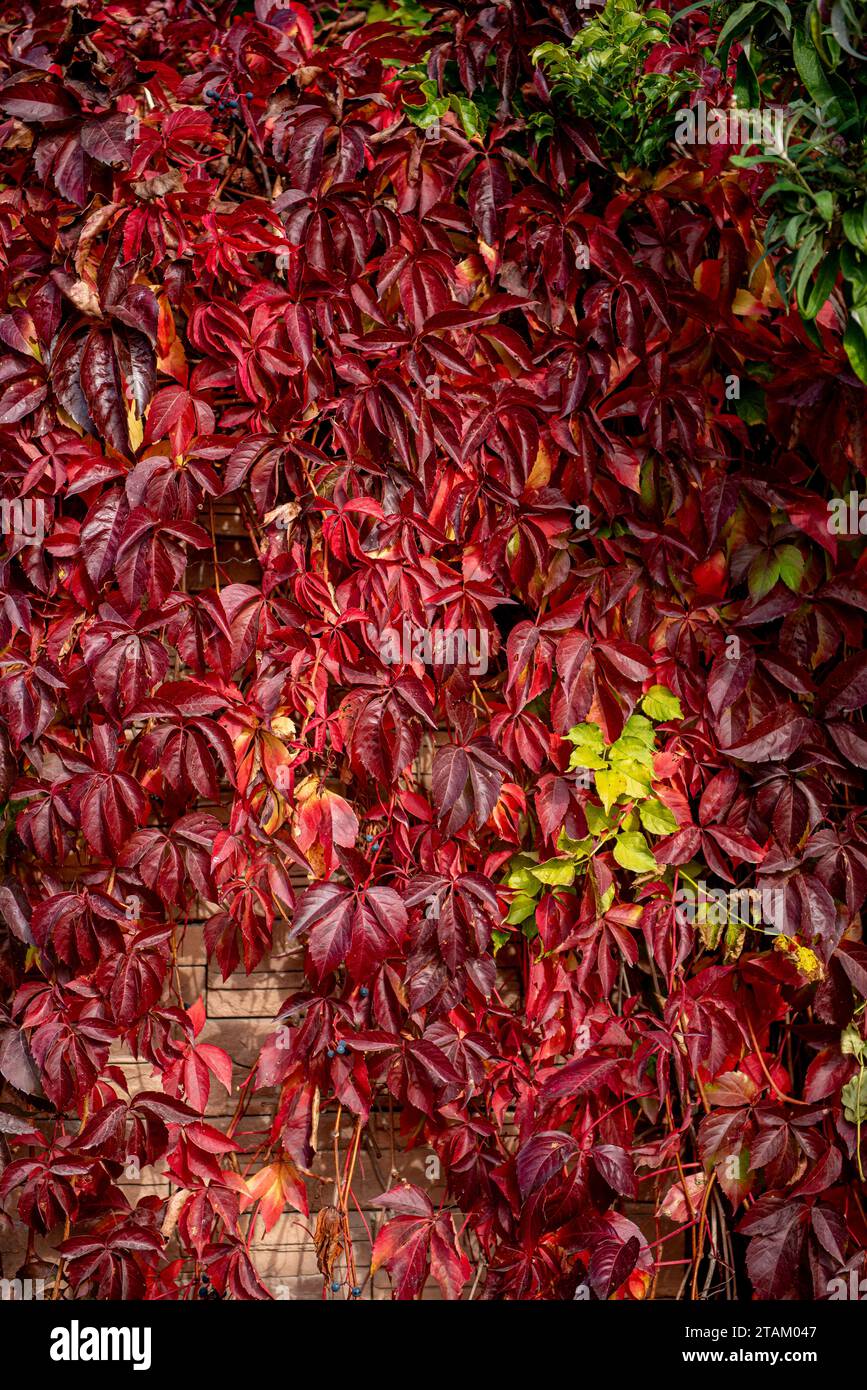 Feuilles rouges et jaunes d'un rampant de Virginie Parthenocissus quinquefolia. Parthenocissus est un genre de plantes grimpantes vrilles de la famille des raisins, vit Banque D'Images