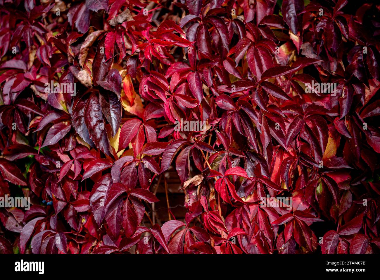 Feuilles rouges et jaunes d'un rampant de Virginie Parthenocissus quinquefolia. Parthenocissus est un genre de plantes grimpantes vrilles de la famille des raisins, vit Banque D'Images