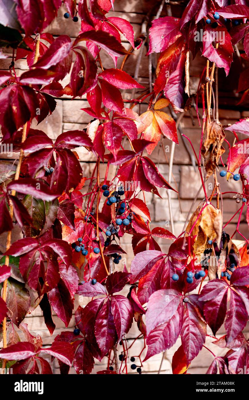 Feuilles rouges et jaunes d'un rampant de Virginie Parthenocissus quinquefolia. Parthenocissus est un genre de plantes grimpantes vrilles de la famille des raisins, vit Banque D'Images