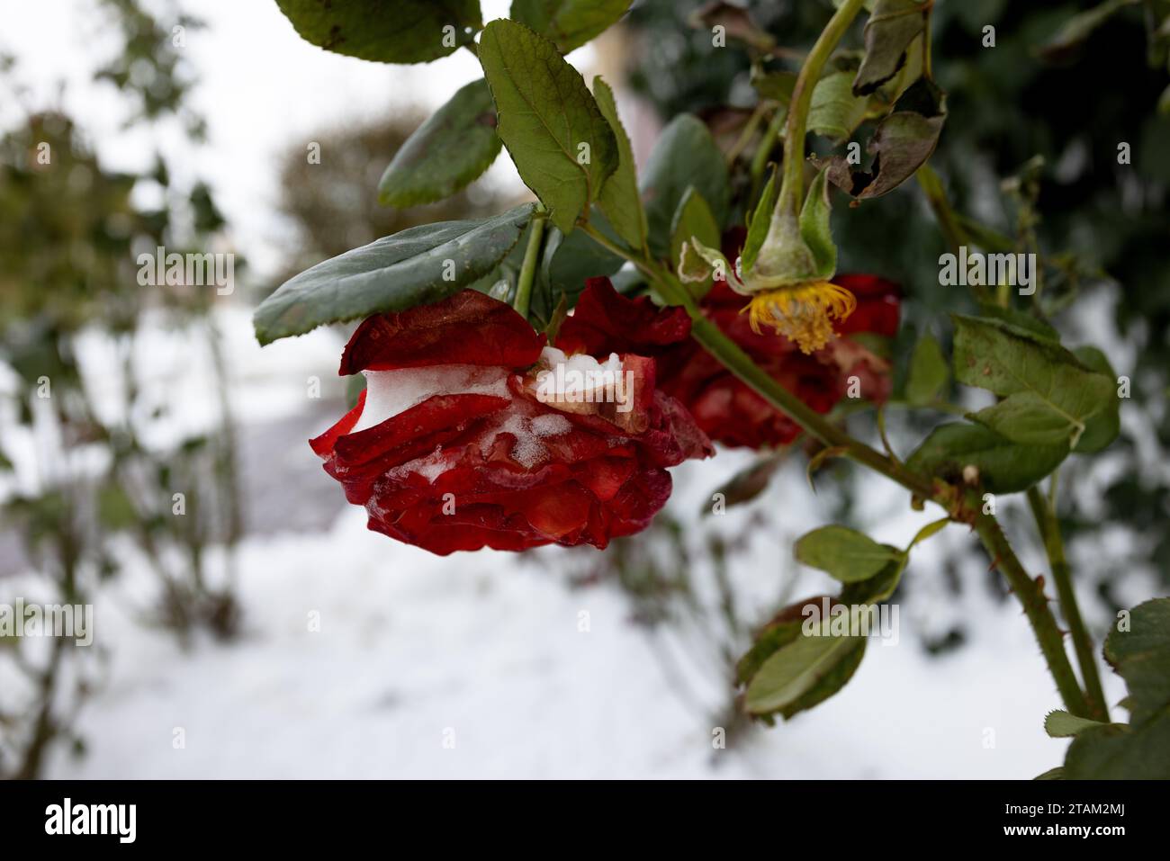 Fleurs congelées. Rosiers dans la neige. Fleurs rouges et neige blanche. Rosiers après les chutes de neige et le coup de froid soudain. Froid extrême et plantes. Vue de rouge Banque D'Images