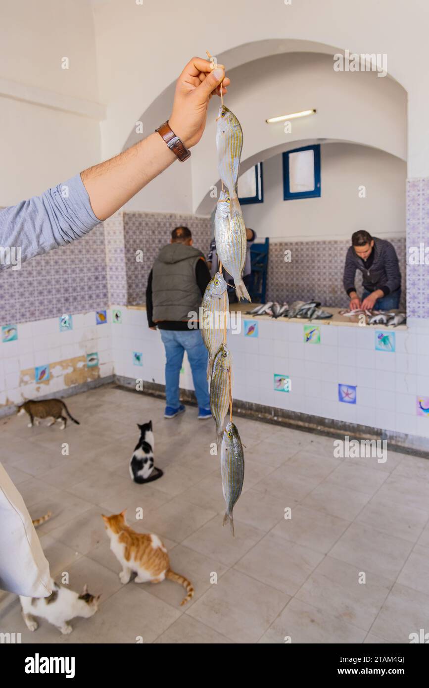 Houmt Souk, Djerba, Médenine, Tunisie. 16 mars 2023. Homme tenant du poisson frais au-dessus des chats dans un marché au Souk de Houmt. Banque D'Images