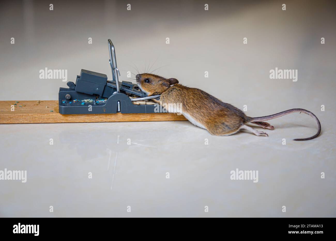 Une souris morte (Mus musculus) capturée dans un bar traditionnel appâté à ressort sans cruauté Banque D'Images