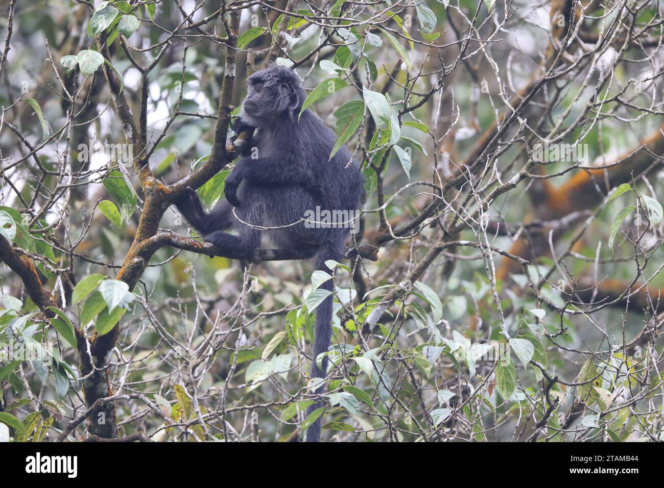 Le langur de Java oriental (Trachypithecus auratus), également connu sous le nom de lutung ébène, langur de Javan ou lutung de Javan, est un singe de l'ancien monde du Colobinae su Banque D'Images