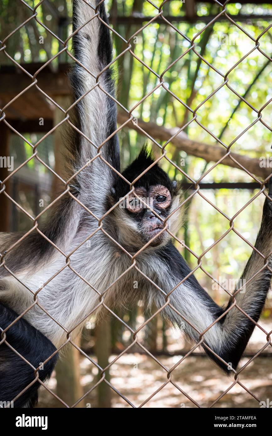 Singe araignée en captivité suspendu à une clôture Banque D'Images