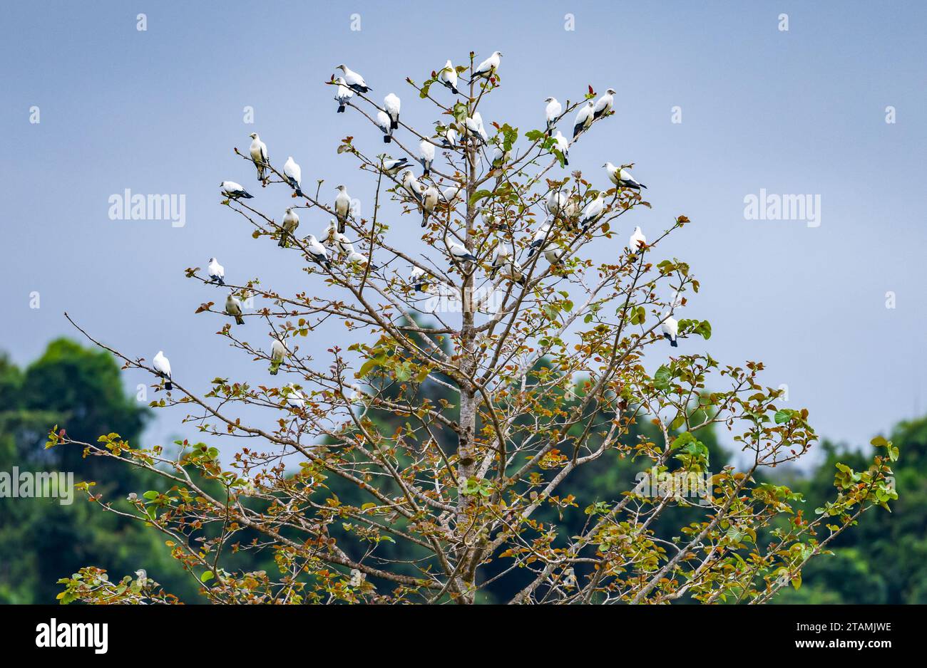 Un troupeau Torresian Imperial-Pigeons (Ducula spilorrhoa) perché sur un arbre. Australie. Banque D'Images