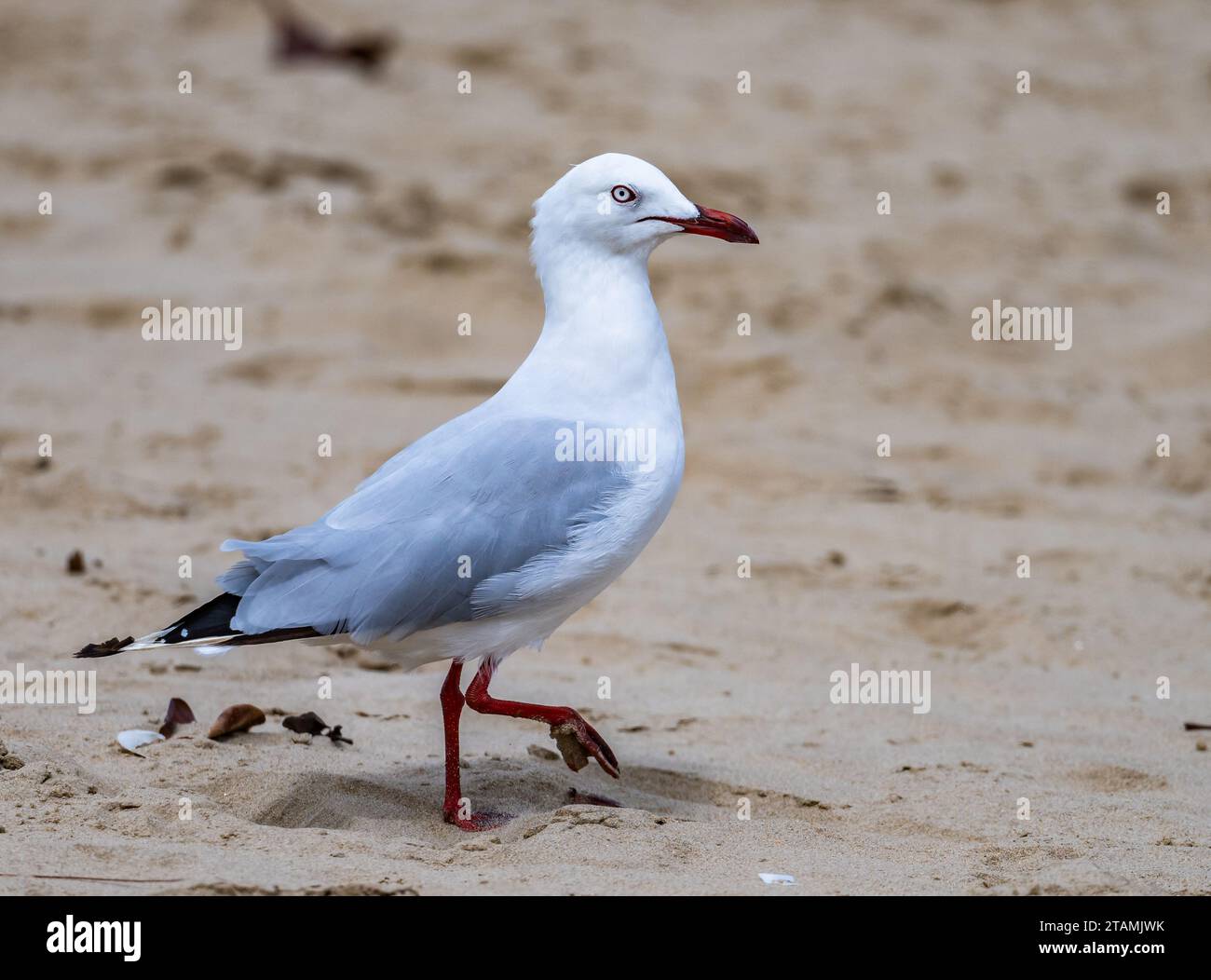 Une Mouette argentée (Chroicocephalus novaehollandiae) marchant sur une plage de sable. Queensland, Australie. Banque D'Images