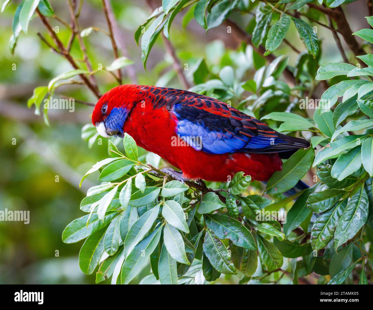 Un Crimson Rosella (Platycercus elegans) de couleur vive perché sur un arbre. Australie. Banque D'Images