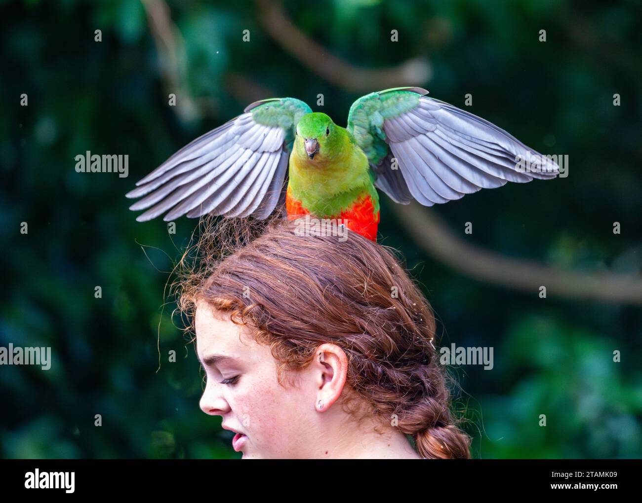 Un perroquet royal australien (Alisterus scapularis) a atterri sur la tête d'une jeune fille. Queensland, Australie. Banque D'Images