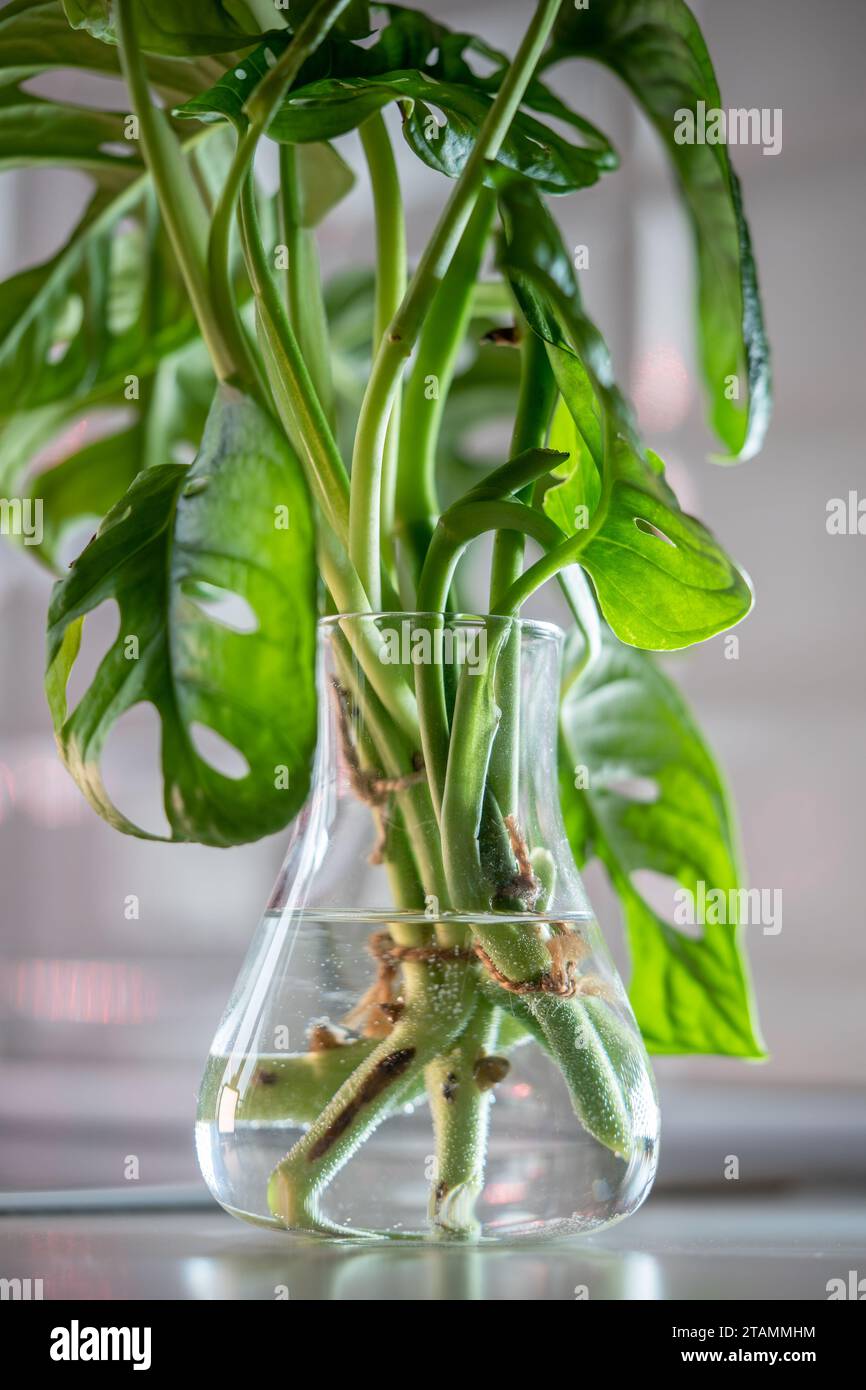 Germe plante Monstera masque de singe dans un vase en verre, boutures de tige dans l'eau éclairée par une lumière vive Banque D'Images