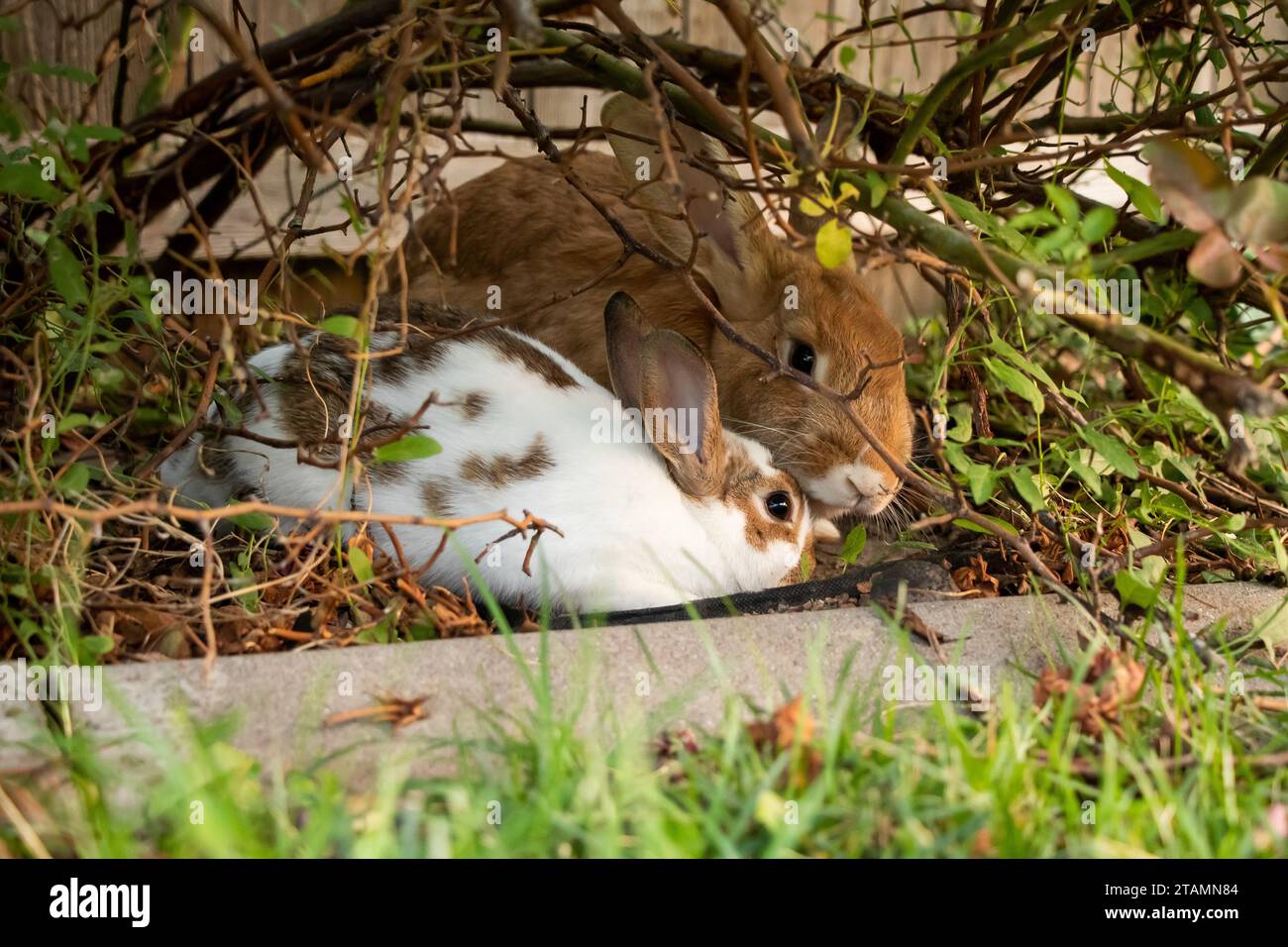 Deux lapins lapin blanc brun câlin dans le jardin Banque D'Images