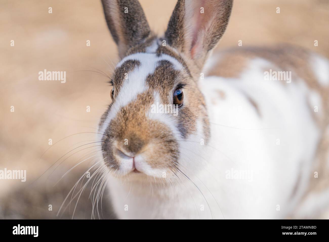 Rex lapin lapin Animal PET blanc pois à l'extérieur yeux bruns gros plan Banque D'Images