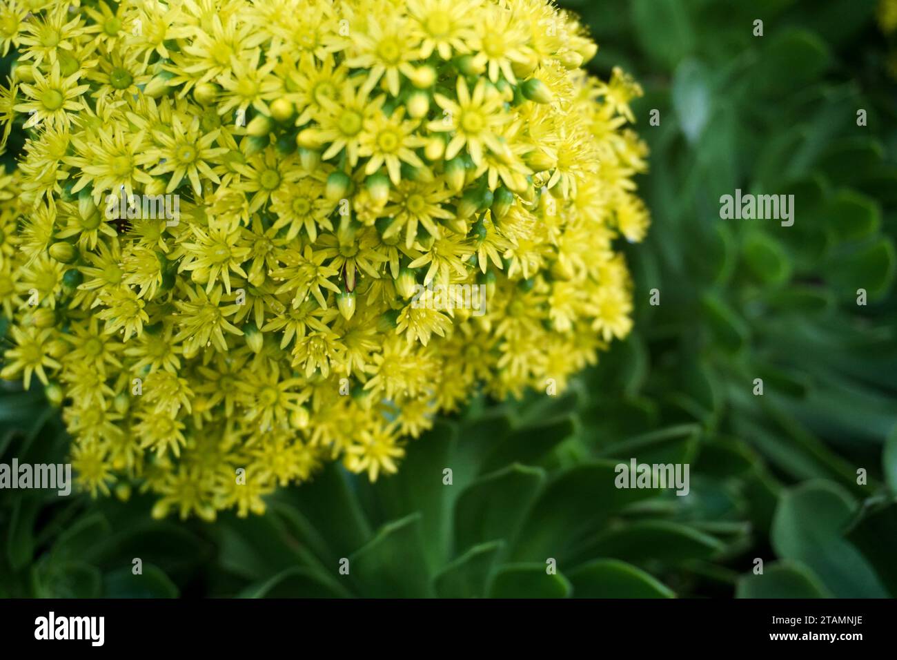 Succulent à fleur jaune Banque D'Images