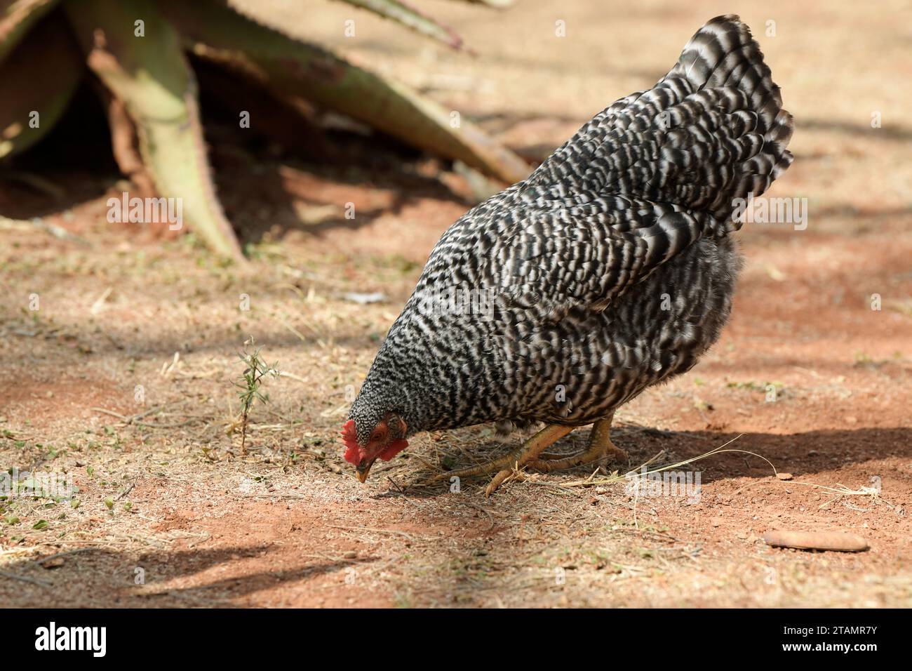 Alimentation du poulet, volaille biologique en liberté, animal de ferme, volaille domestique, viande blanche, source de protéines, recherche de poules, élevage de l'Afrique du Sud Banque D'Images