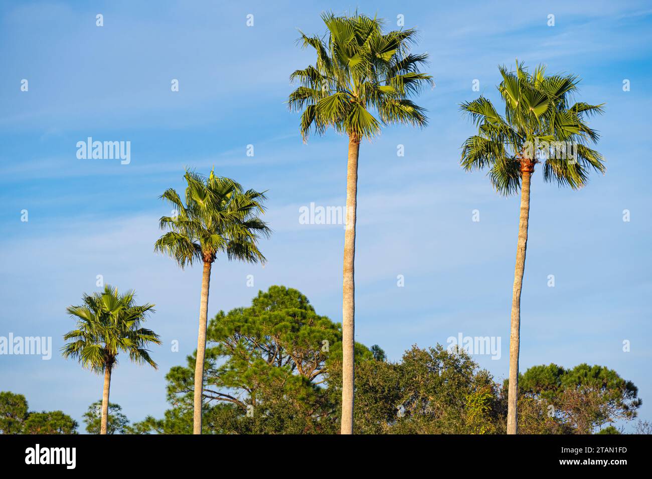 Palmiers à Ponte Vedra Beach, Floride, le long de la route côtière panoramique et historique A1A. (ÉTATS-UNIS) Banque D'Images