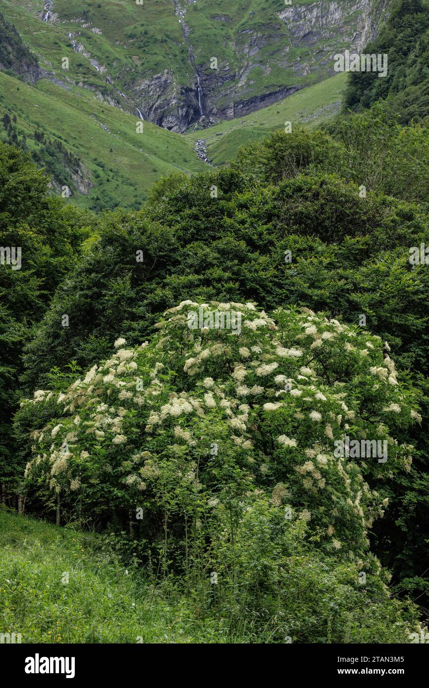 Ancien commun, Sambucus nigra dans les Pyrénées orientales. Banque D'Images