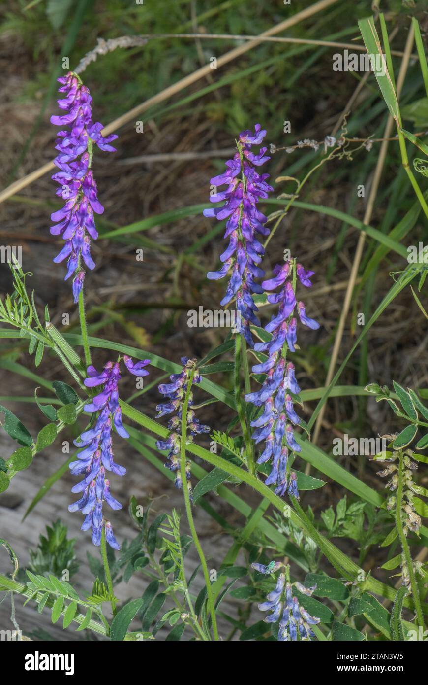 Vetch touffetée, Vicia cracca en fleur Banque D'Images