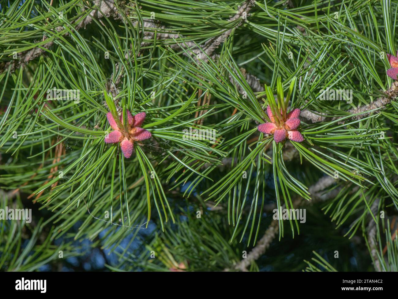 Fleurs mâles du pin d'Arolla, Pinus cembra, au printemps. Banque D'Images
