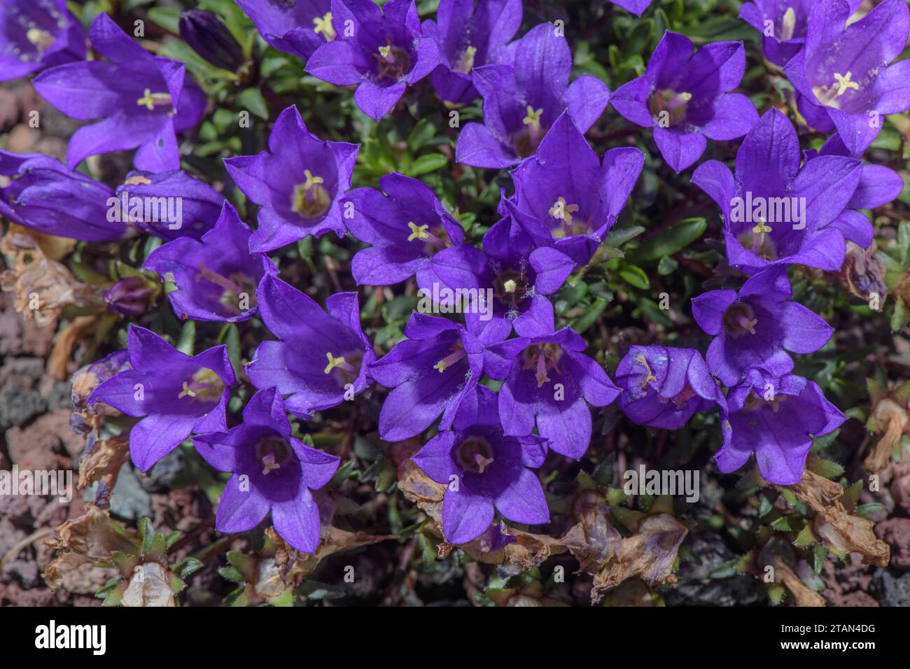 Edraianthus serpyllifolius, parent de bellflower, en fleur ; de Croatie. Banque D'Images