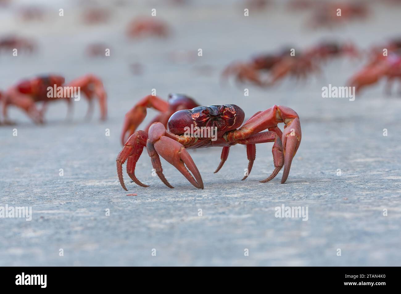 Crabe rouge (Gecarcoidea natalis) traversant la route lors de sa migration annuelle, île Christmas, Australie Banque D'Images