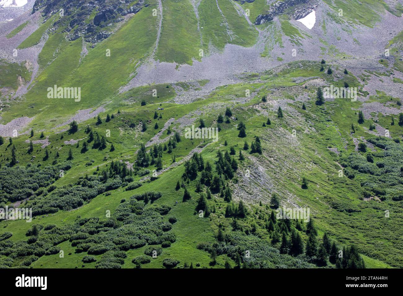 Vue à environ 2200m sur le Col du Lautaret, montrant la limite des arbres dans les prairies alpines pâtues. Banque D'Images