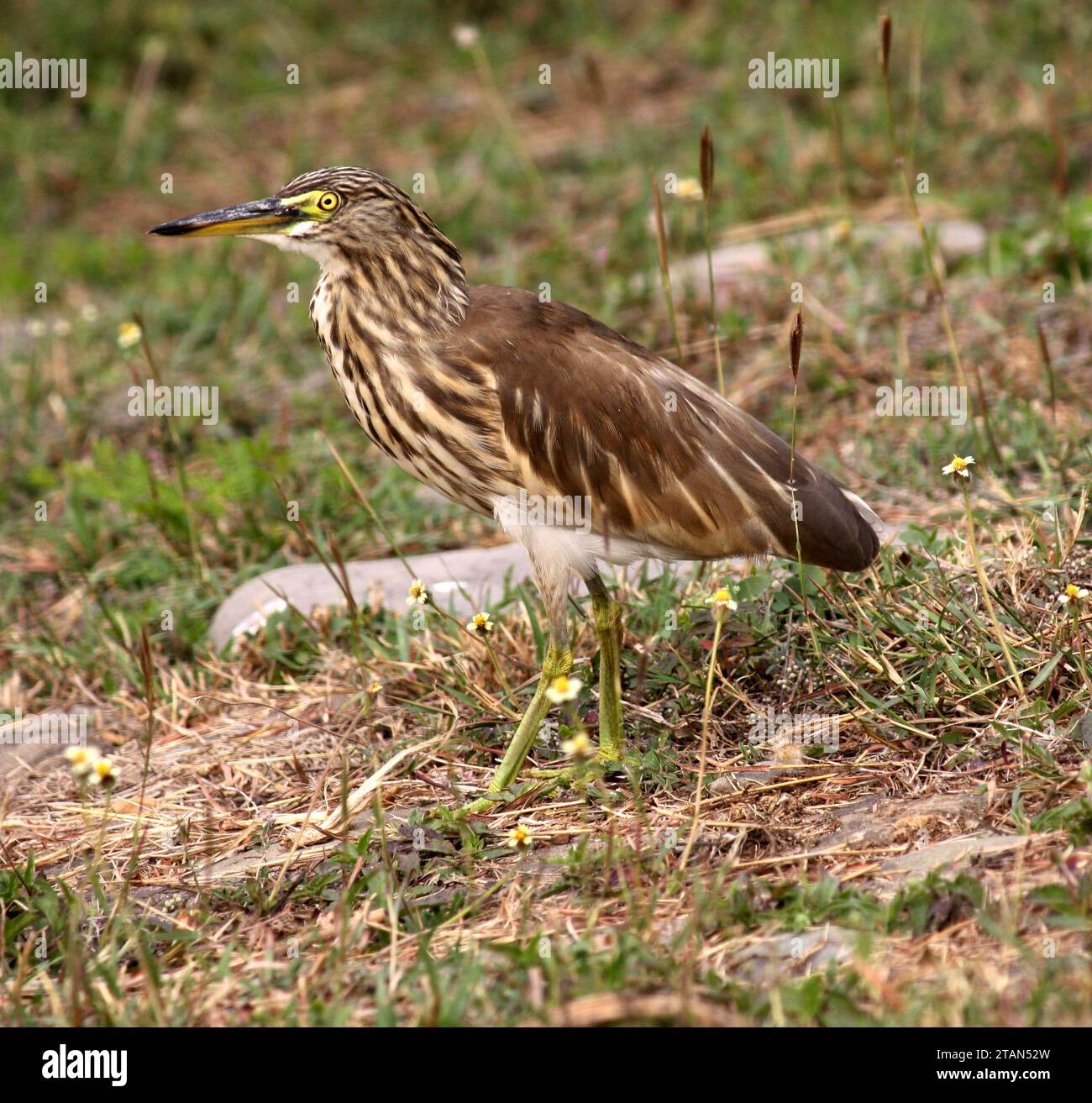 Héron d'étang indien (Ardeola grayii) en attente de proies près d'un plan d'eau : (pix Sanjiv Shukla) Banque D'Images