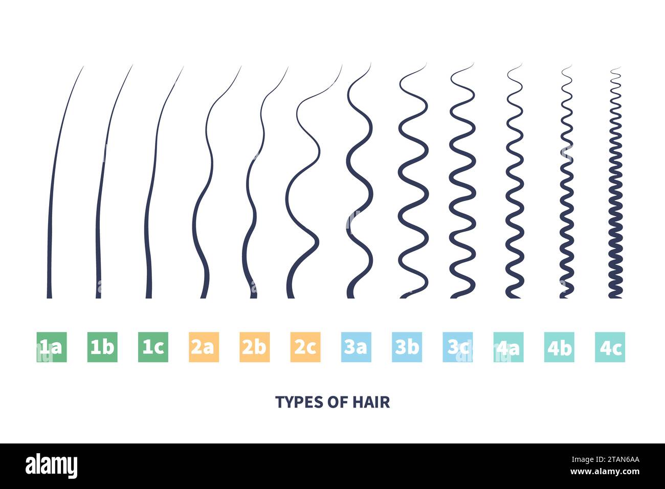 Types de cheveux, illustration conceptuelle Banque D'Images