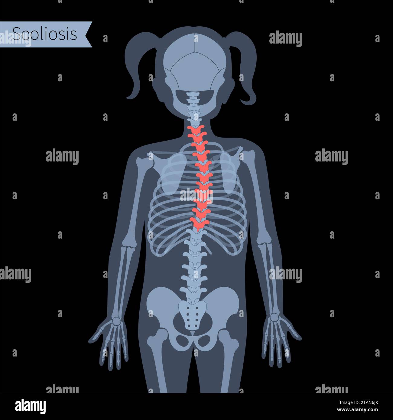 Female Chest Anatomy Profile Banque De Photographies Et D images female-chest-anatomy-profile-banque-de-photographies-et-d-images
