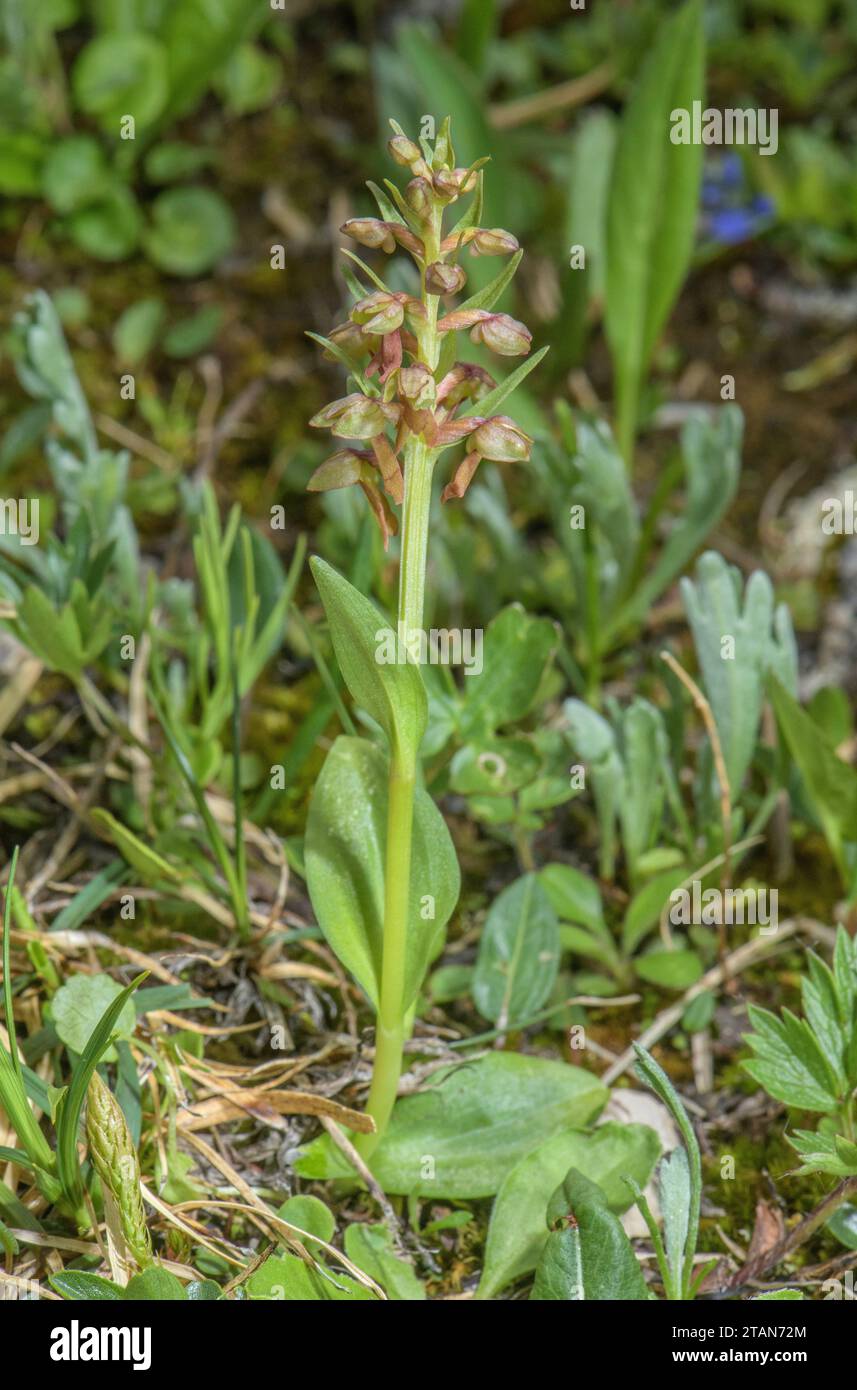 Orchidée de grenouille, Dactylorhiza viridis en fleur dans les pâturages montagnards élevés. Banque D'Images