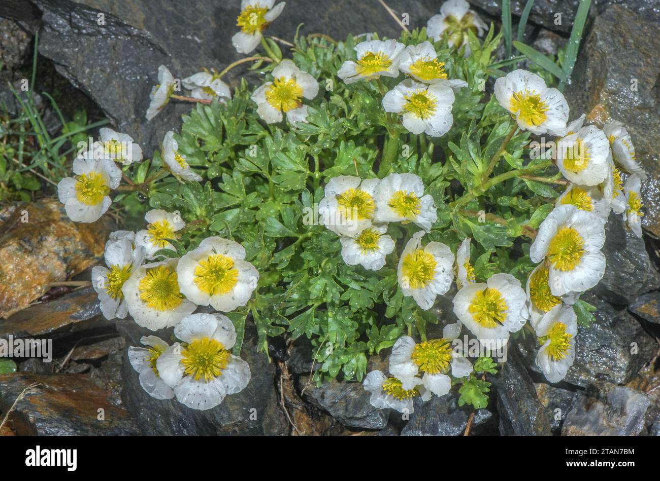 Glacier Crowfoot, Ranunculus glacialis en fleur sous la pluie, à 2500m sur le col du Stelvio, Italie. Banque D'Images