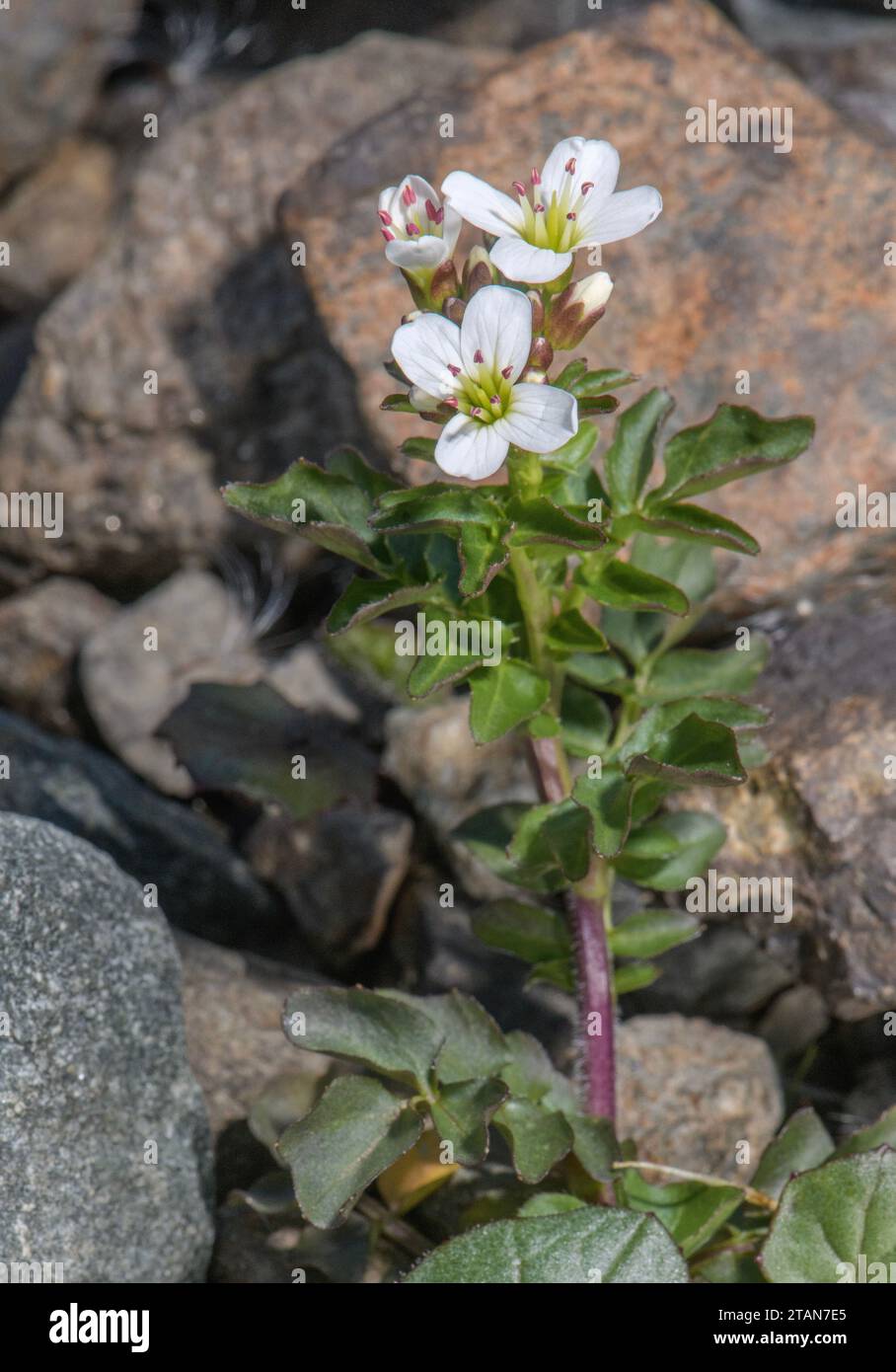 Grand cresson amer, Cardamine amara ssp. amara en fleur par ruisseau de montagne. Banque D'Images