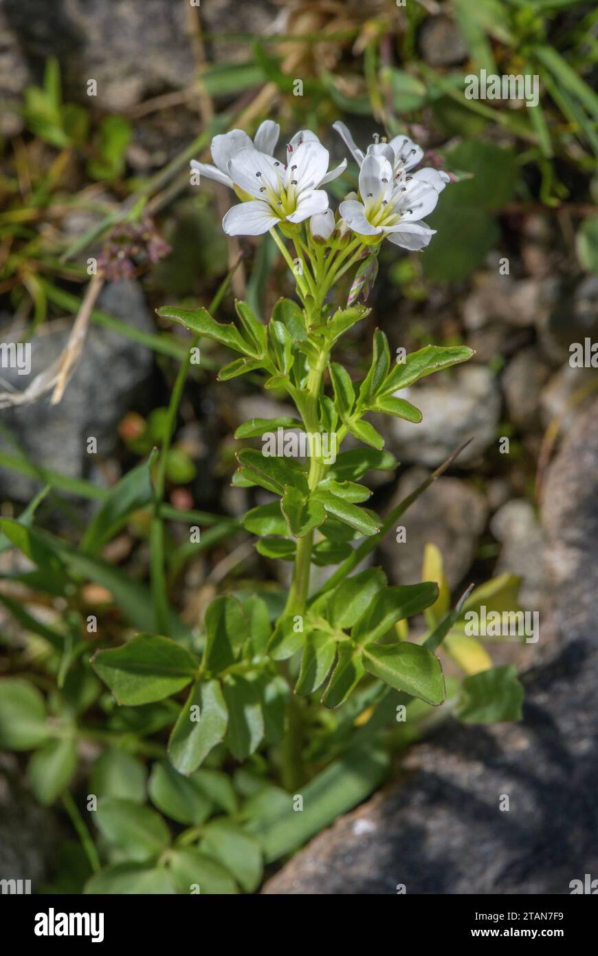 Grand cresson amer, Cardamine amara ssp. amara en fleur par ruisseau de montagne. Banque D'Images