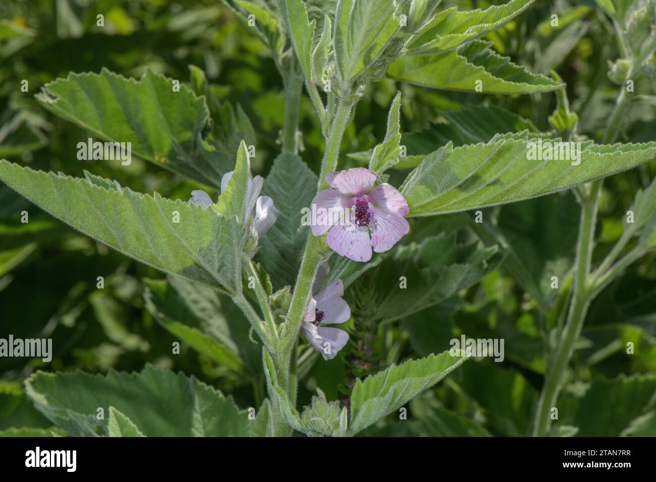 Marais-mauve, Althaea officinalis, en fleur dans la végétation marécageuse côtière. Banque D'Images