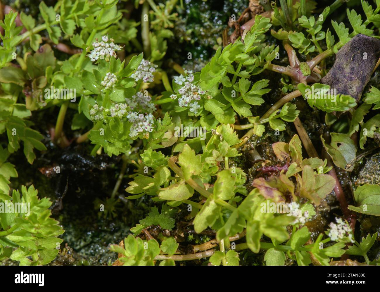 Marécage rampant, Apium repens, dans des pâturages marécageux humides. Très rare au Royaume-Uni. Banque D'Images