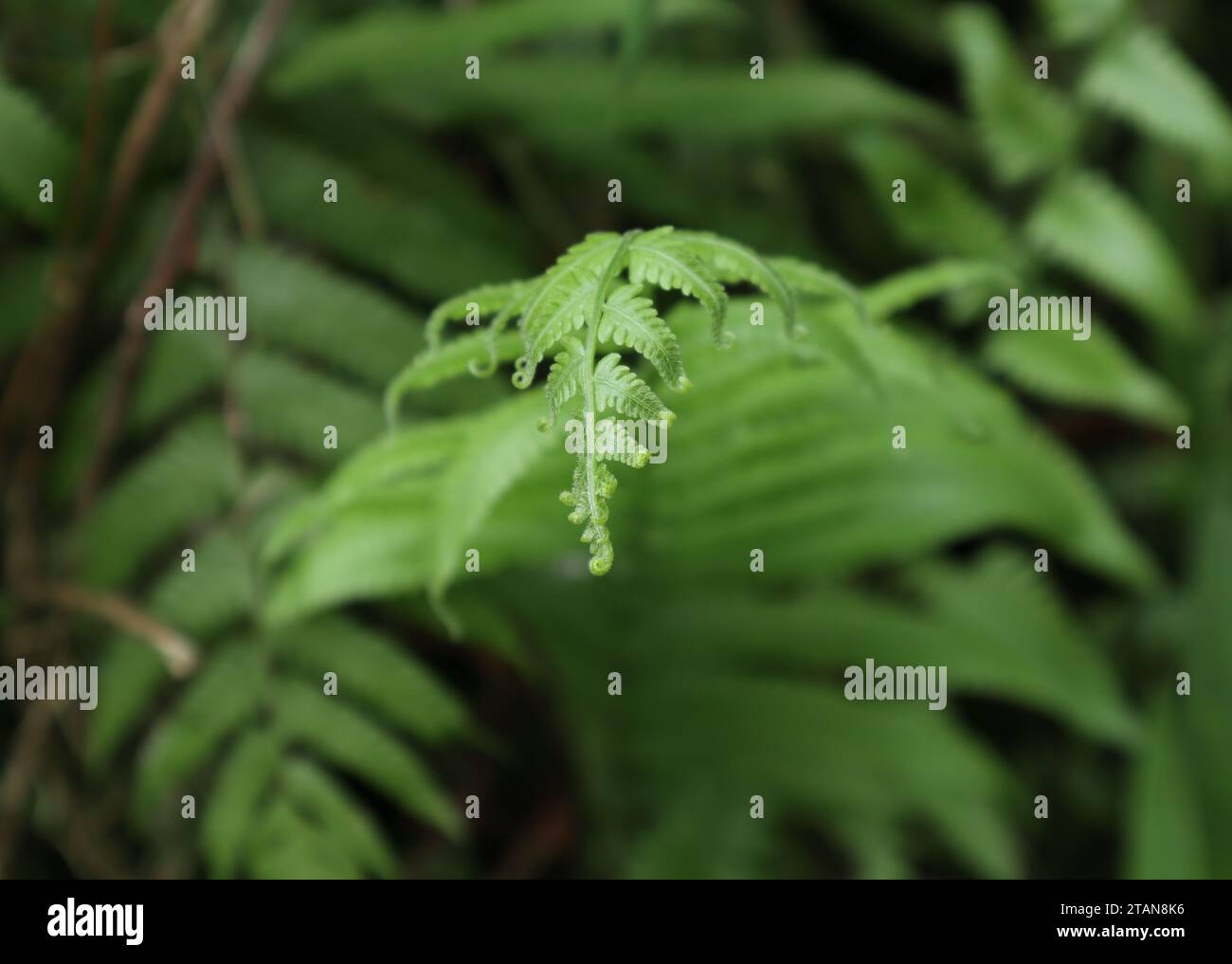 Vue d'une pointe de fronde de fougère immature, est dépliée dans une zone forestière Banque D'Images